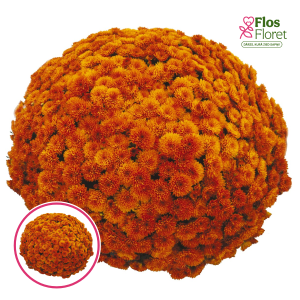 V41. Krizantēma (multiflora) - Toast Orange
