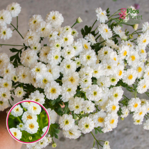 V44. Zeltpīpenīšu krizantēma - Tetra White