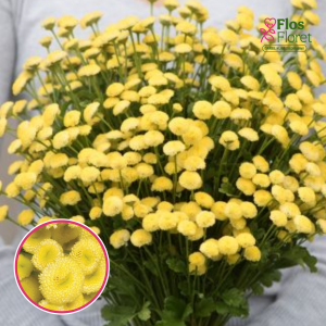 V45. Zeltpīpenīšu krizantēma - Sunny Ball Gold