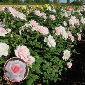 Roze - A Whiter Shade of Pale PEA fanfare (Tējhibrīdroze)