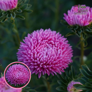 Ķīnas astere - Balloon Brilliant Rose. SĒKLAS _25s