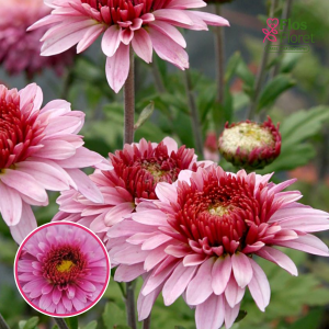 V50. Krizantēma (daudzziedu) - Beppie Pink