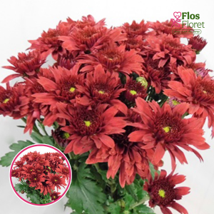 V51. Krizantēma (daudzziedu) - Beppie Super Red