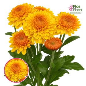 V54. Krizantēma (daudzziedu) - Blenda Bicolour