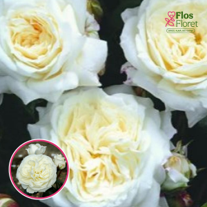 Roze - Alabaster TAN02226 (Floribundroze)