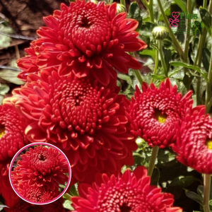 V57. Krizantēma (daudzziedu) - Blenda Red