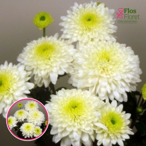 V59. Krizantēma (daudzziedu) - Blenda White