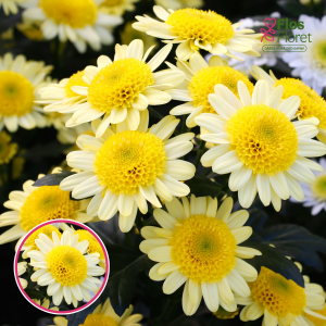 V62. Krizantēma (daudzziedu) - Dalian Yellow (siltumnīcas)