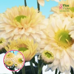 V63. Krizantēma (daudzziedu) - Danielle White