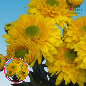 V64. Krizantēma (daudzziedu) - Danielle Yellow