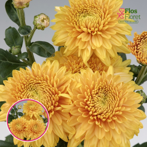 V66. Krizantēma (daudzziedu) - Gompie Bronze