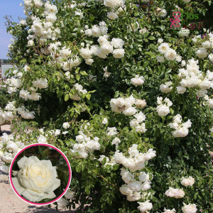 Roze - Alaska KORjoslio (Vīteņroze)