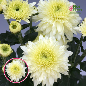 V70. Krizantēma (daudzziedu) - Gompie White