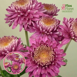 V71. Krizantēma (daudzziedu) - Margaret Purple