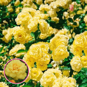 Roze - Allgold (Floribundroze)