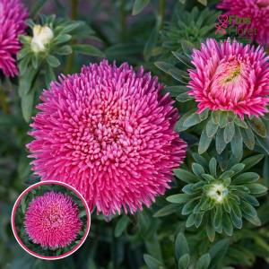 Ķīnas astere - Juwel Dark Terra-cotta NEW 2021. SĒKLAS _25s