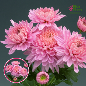 V77. Krizantēma (daudzziedu) - Marielle Pink