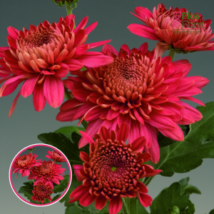 V78. Krizantēma (daudzziedu) - Marielle Red