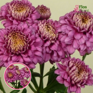 V79. Krizantēma (daudzziedu) - Payton Lady Purple