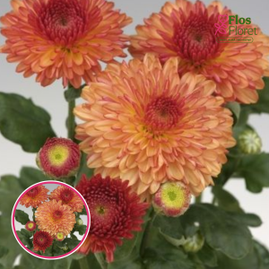 V81. Krizantēma (daudzziedu) - Pompon Orange
