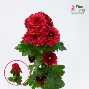 V83. Krizantēma (daudzziedu) - Pompon Red