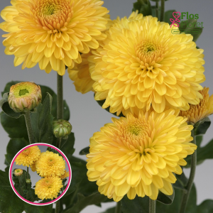 V84. Krizantēma (daudzziedu) - Pompon Yellow