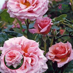 Roze - Aloha (Old Pink) (Vīteņroze)