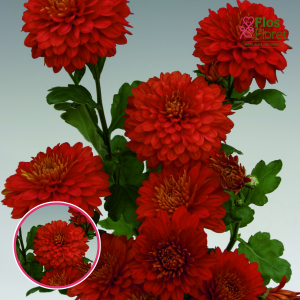 V87. Krizantēma (daudzziedu) - Wendy Red