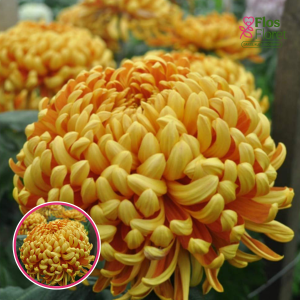 V91. Krizantēma (lielziedu) - Allouise Orange