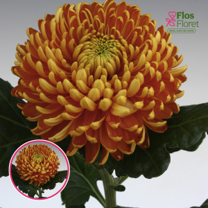 V93. Krizantēma (lielziedu) - Astro