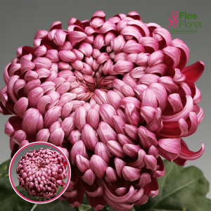 V94. Krizantēma (lielziedu) - Daily Mirror