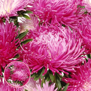 Ķīnas astere - Juwel Purpurit, Lilac Rose . SĒKLAS _25s