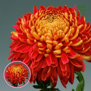 V97. Krizantēma (lielziedu) - Hanenburg Red