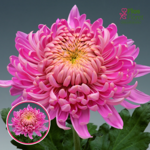 V98. Krizantēma (lielziedu) - Holiday Pink