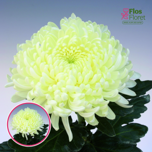 V99. Krizantēma (lielziedu) - Ja Dank