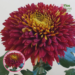 Z1. Krizantēma (lielziedu) - Laika Red