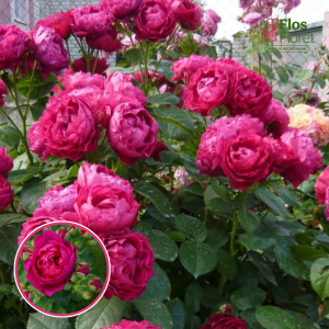 Roze - Ascot TAN01757 (Tējhibrīdroze)