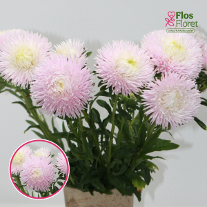 Ķīnas astere - Juwel Rose Quartz, White-Rose. SĒKLAS _25s