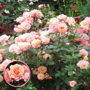 Roze - Augusta Luise TANgust (Tējhibrīdroze)