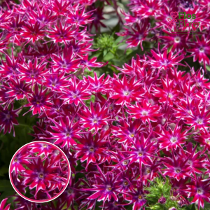 Z7. Drumonda floksis - Popstars Purple