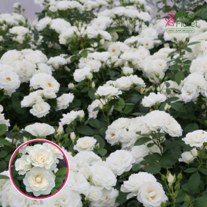 Roze - Baby Schneewittchen FC/KORfloci111 (Floribundroze)