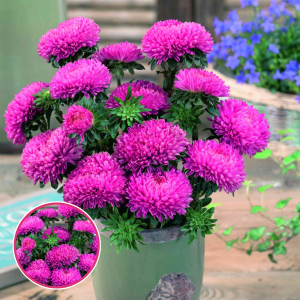 Ķīnas astere - Beautiful Day Brilliant Rose. SĒKLAS _25s