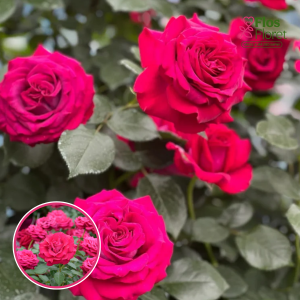 Roze - Belle Rives MEIzolnil (Tējhibrīdroze)