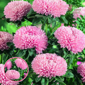 Ķīnas astere - Beautiful Day Salmon Rose. SĒKLAS _25s