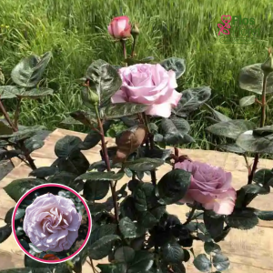 Roze - Blue Girl Sautari Nirp (Tējhibrīdroze)