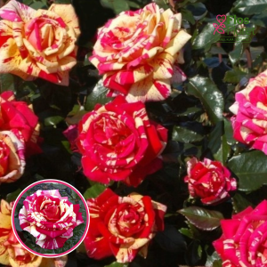 Roze - Brocèliande ADEterhuit (Tējhibrīdroze)