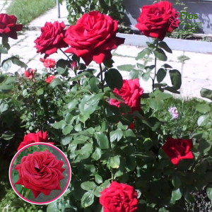 Roze - Burgund KORgund (Tējhibrīdroze)