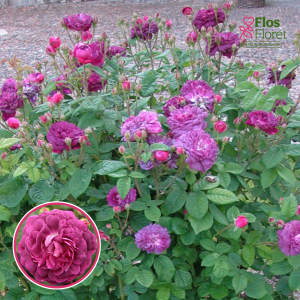 Roze - Cardinal de Richelieu (Dobju roze)