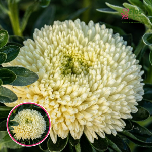 Ķīnas astere - Chrisantella Limoncello. SĒKLAS _25s