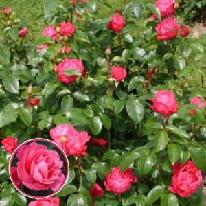 Roze - Cherry Lady KORladcher (Tējhibrīdroze)